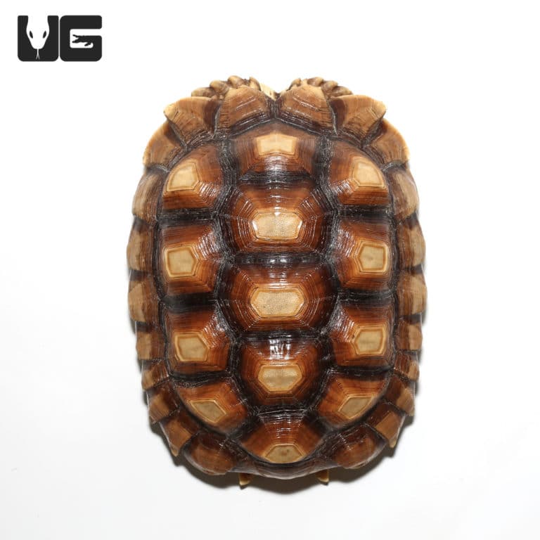 Yearling Sulcata Tortoises For Sale - Underground Reptiles