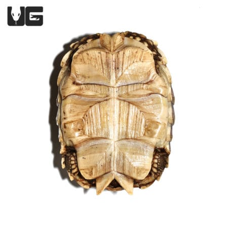 Close-up of a juvenile Sulcata tortoise showcasing its shell pattern and texture.