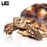 Juvenile Sulcata Tortoises (Centrochelys sulcata) For Sale - Underground Reptiles