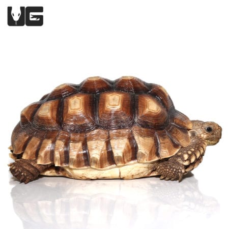 Tortoises For Sale - Underground Reptiles