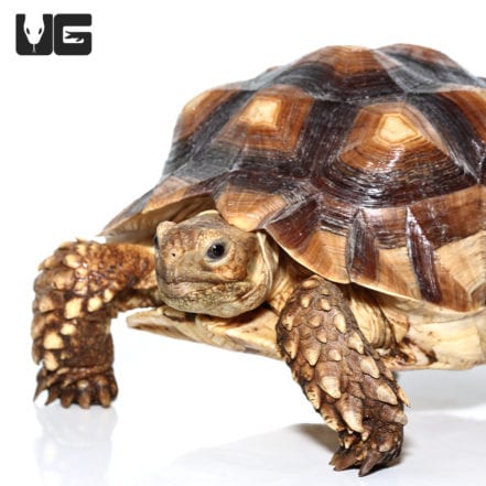 Yearling Sulcata Tortoises For Sale - Underground Reptiles