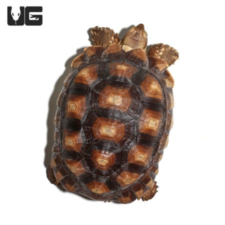 Juvenile Sulcata Tortoises (Centrochelys sulcata) For Sale - Underground Reptiles