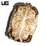 Juvenile Sulcata Tortoises (Centrochelys sulcata) For Sale - Underground Reptiles