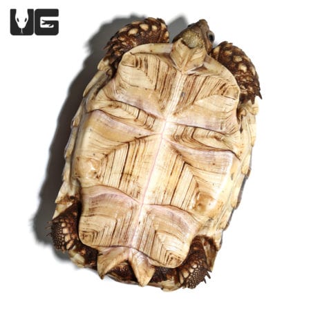 Yearling Sulcata Tortoises For Sale - Underground Reptiles