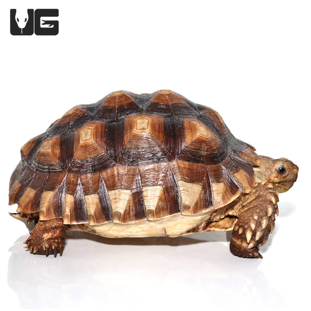 Yearling Sulcata Tortoises For Sale - Underground Reptiles