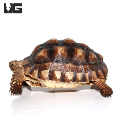 Yearling Sulcata Tortoises For Sale - Underground Reptiles