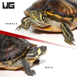 Juvenile Yellowbelly Slider Turtle Pair (Trachemys scripta scripta x Trachemys scripta elegans) For Sale - Underground Reptiles
