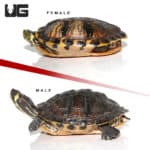 Juvenile Yellowbelly Slider Turtle Pair (Trachemys scripta scripta x Trachemys scripta elegans) For Sale - Underground Reptiles