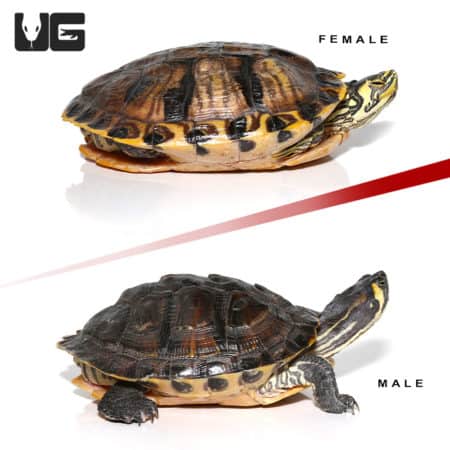 Juvenile Yellowbelly Slider Turtle Pair (Trachemys scripta scripta x Trachemys scripta elegans) For Sale - Underground Reptiles