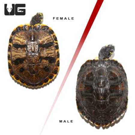 Juvenile Yellowbelly Slider Turtle Pair (Trachemys scripta scripta x Trachemys scripta elegans) For Sale - Underground Reptiles
