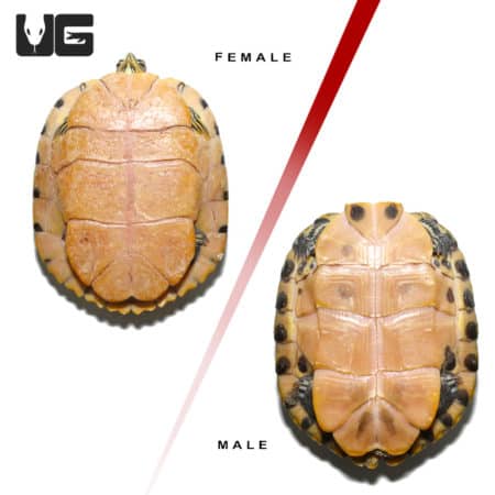 Juvenile Yellowbelly Slider Turtle Pair (Trachemys scripta scripta x Trachemys scripta elegans) For Sale - Underground Reptiles