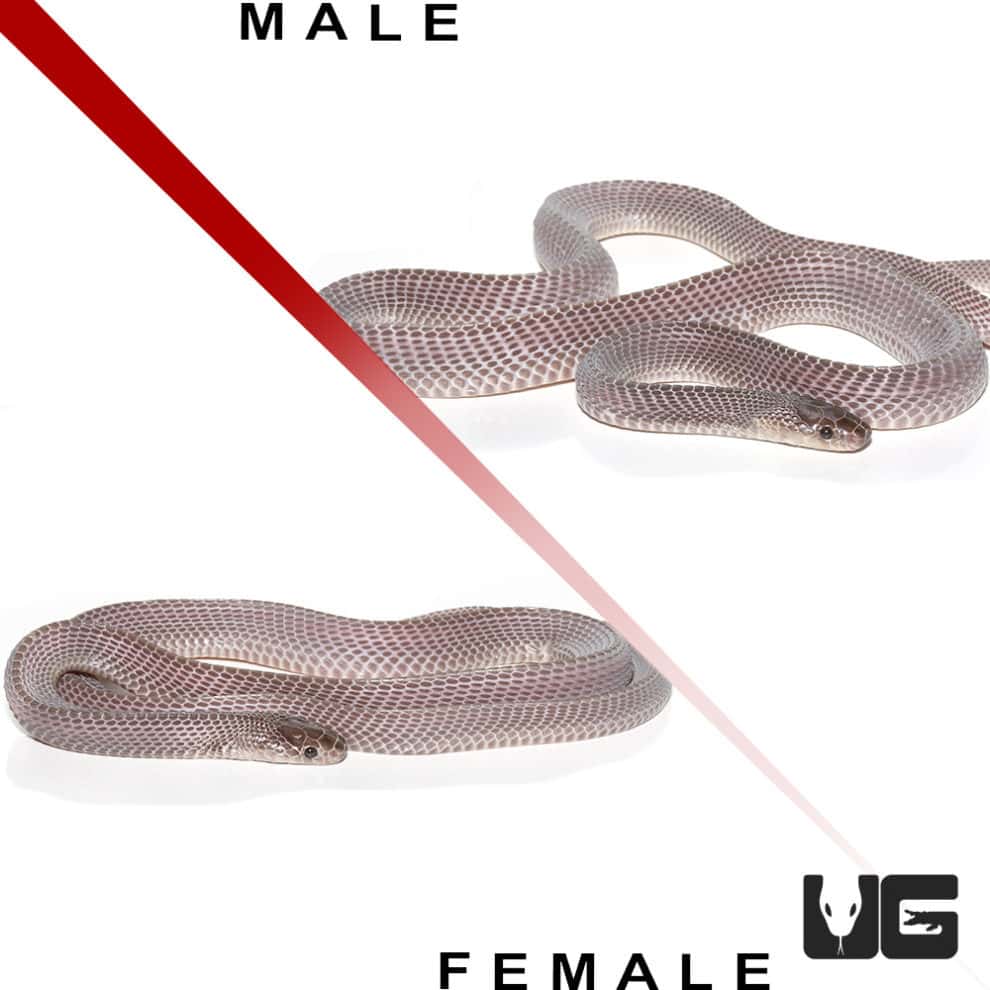 West African File Snakes (Mehelya crossi) For Sale - Underground Reptiles