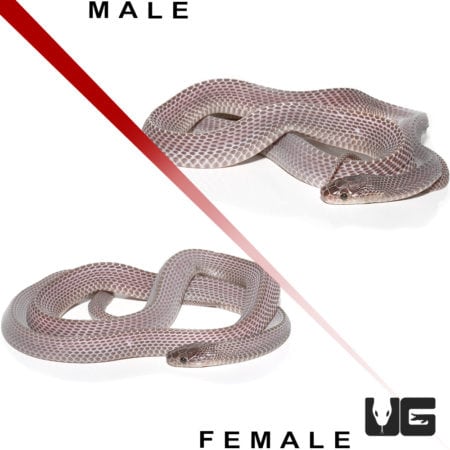 African File Snakes (Mehelya crossi) For Sale - Underground Reptiles