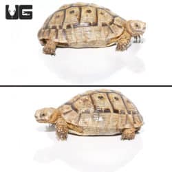 Blonde Male Greek Tortoise #2 (Testudo graeca) For Sale - Underground Reptiles