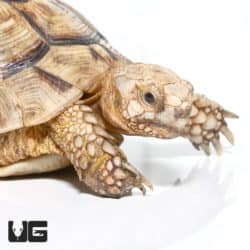 Blonde Male Greek Tortoise #2 (Testudo graeca) For Sale - Underground Reptiles