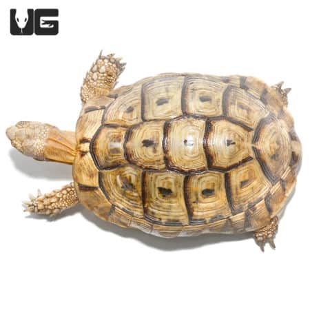 Golden Greek Tortoises For Sale - Underground Reptiles