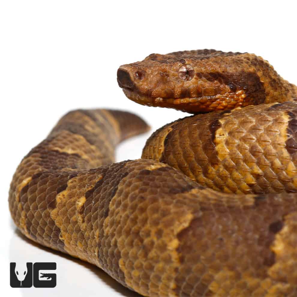 Viper Boa For Sale Underground Reptiles