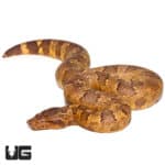 Orange Viper Boa (Candoia aspera) For Sale - Underground Reptiles