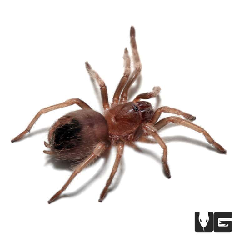 Mexican Redknee Tarantulas For Sale - Underground Reptiles