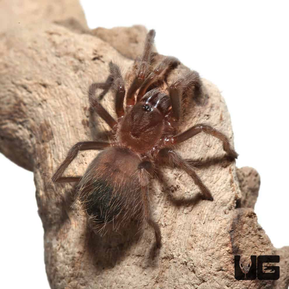 Mexican Redknee Tarantulas For Sale - Underground Reptiles