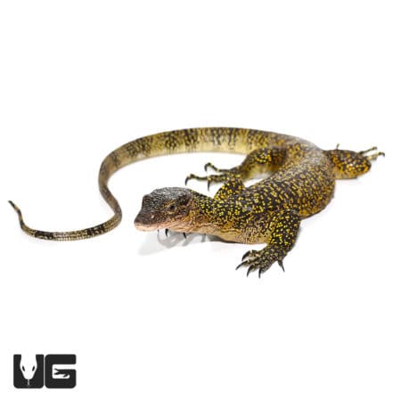 Baby Russell Island Mangrove Monitors (Varanus indicus) For Sale - Underground Reptiles
