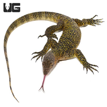 Baby Russell Island Mangrove Monitors (Varanus indicus) For Sale - Underground Reptiles