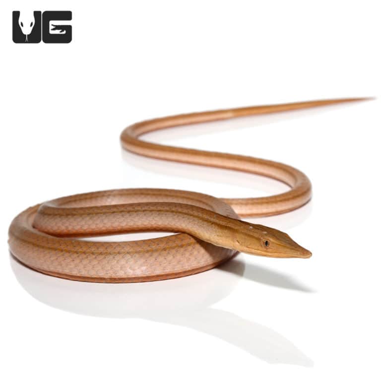 New Guinea Legless Lizards For Sale Underground Reptiles