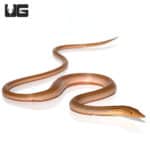 New Guinea Legless Lizards (Lialis burtonis) For Sale - Underground Reptiles