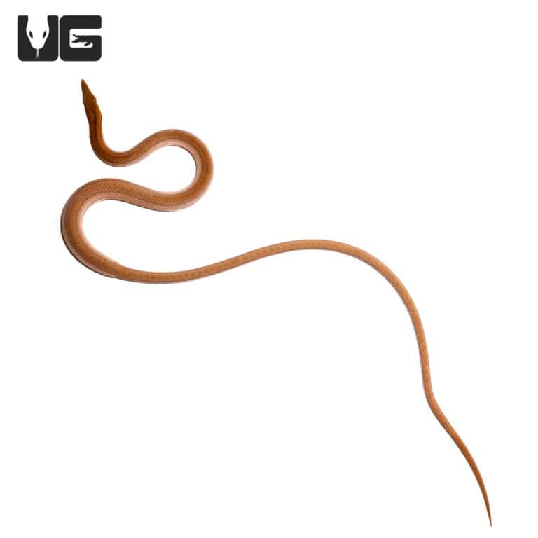 New Guinea Legless Lizards For Sale Underground Reptiles