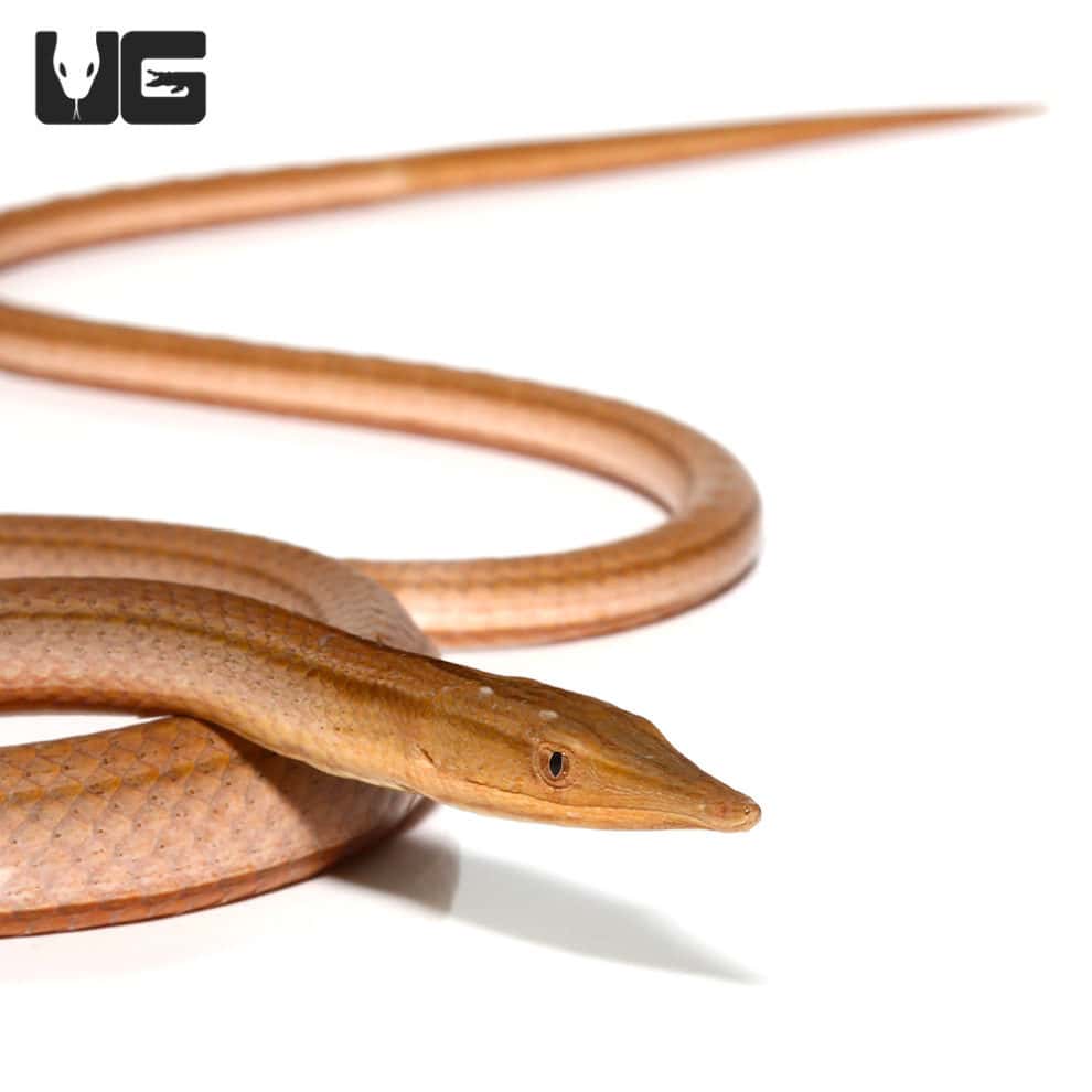 New Guinea Legless Lizards For Sale Underground Reptiles