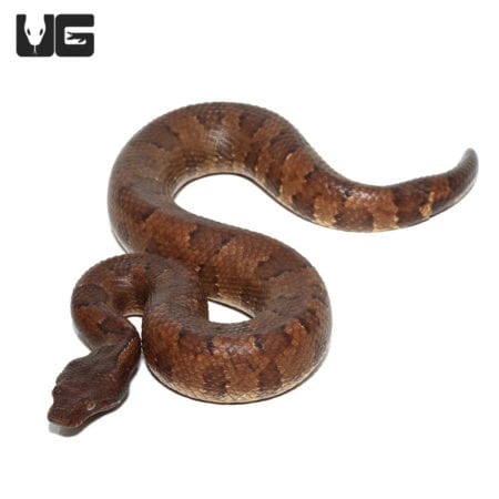 Orange Viper Boa snake, vibrant coloration and striking pattern.