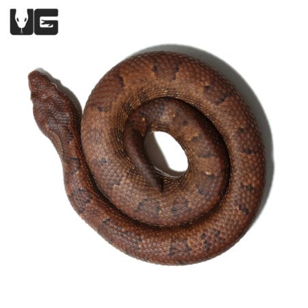 Viper Boa with vibrant orange and brown pattern, coiled in a circular shape.