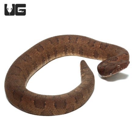 Viper Boa snake with vibrant orange and brown pattern, ideal for reptile enthusiasts.