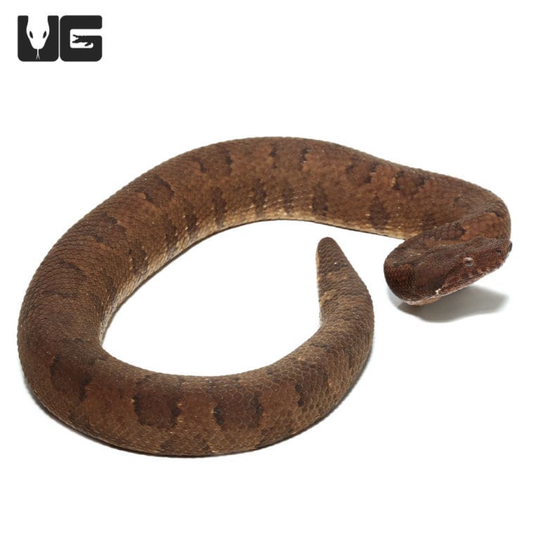 Viper Boa For Sale Underground Reptiles