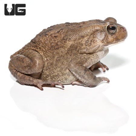 Niger Delta Toads (Sclerophrys regularis) For Sale - Underground Reptiles