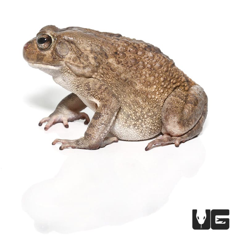 Crested Toads For Sale - Underground Reptiles