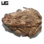Niger Delta Toads (Sclerophrys regularis) For Sale - Underground Reptiles