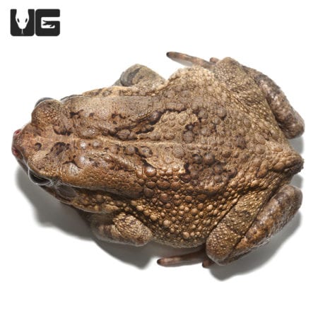 Niger Delta Toads (Sclerophrys regularis) For Sale - Underground Reptiles