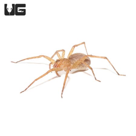 Olive Wandering Spider (Ctenidae Sp. "Olive") For sale - Underground Reptiles