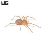 Olive Wandering Spider (Ctenidae Sp. "Olive") For sale - Underground Reptiles