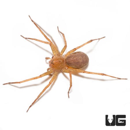 Olive Wandering Spider (Ctenidae Sp. "Olive") For sale - Underground Reptiles