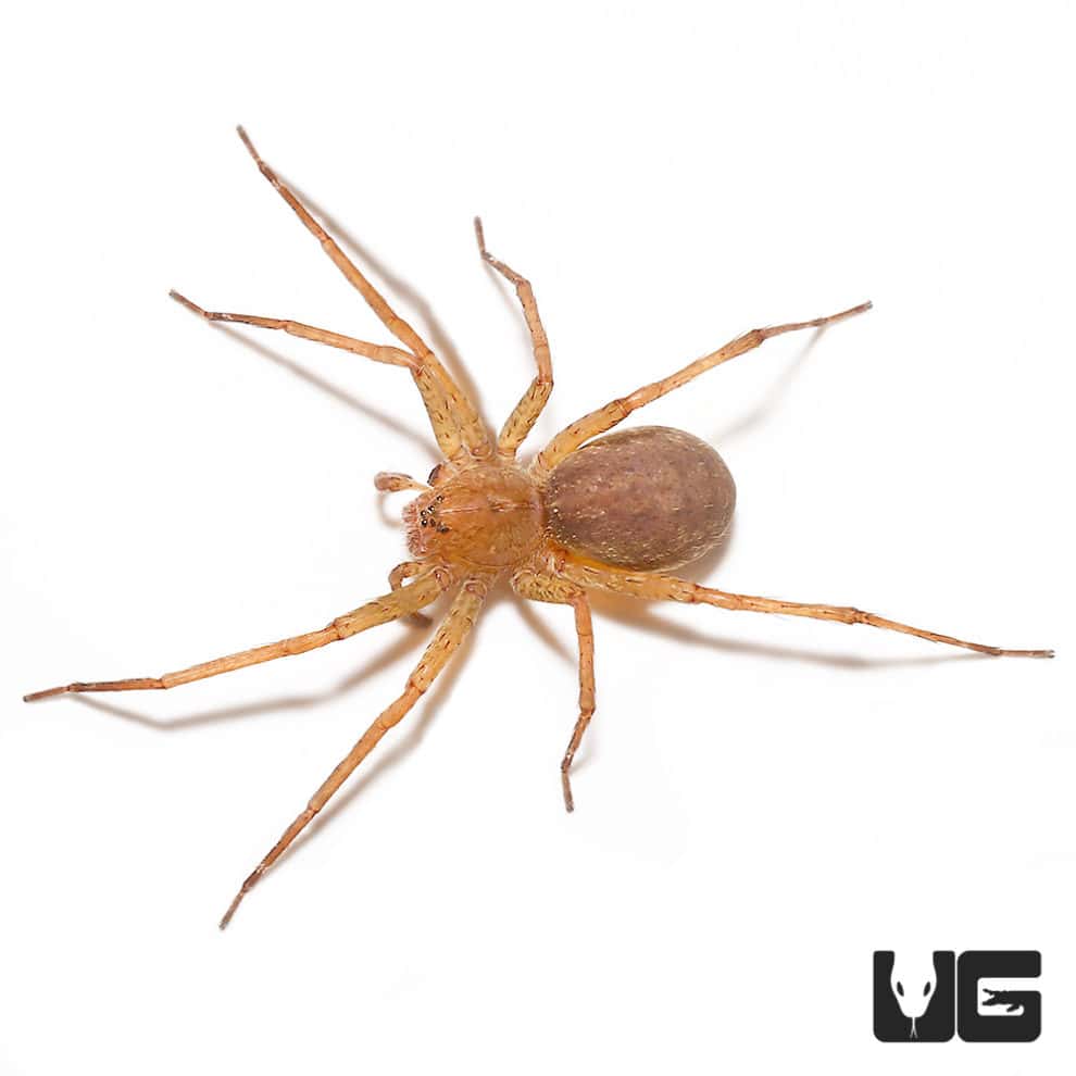 olive wandering spider