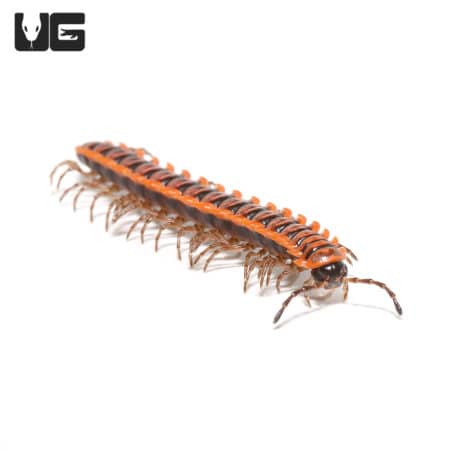 Orange Dragon Millipede (Desmoxytes Planata) For Sale - Underground Reptiles