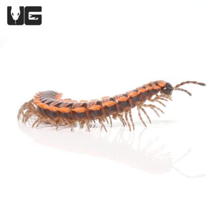 Orange Dragon Millipede (Desmoxytes Planata) For Sale - Underground Reptiles