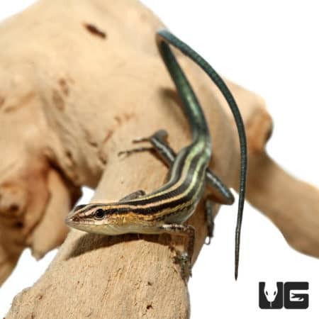 Pacific Blue Tailed Skinks (Emoia caeruleocauda) For Sale - Underground Reptiles
