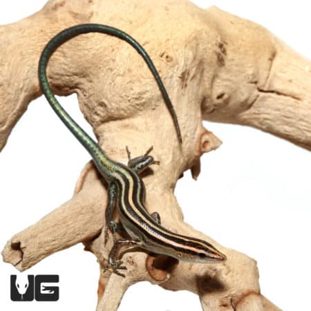 Pacific Blue Tailed Skinks (Emoia caeruleocauda) For Sale - Underground Reptiles