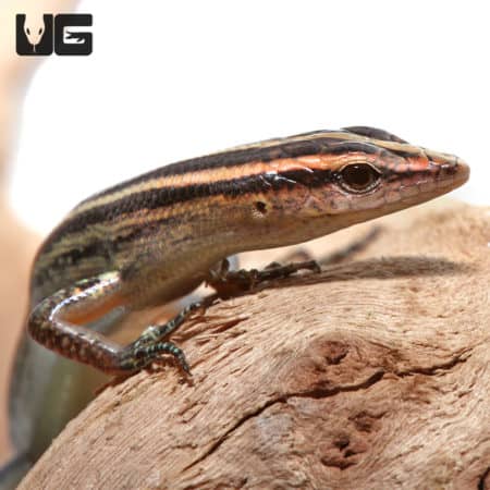 Pacific Blue Tailed Skinks (Emoia caeruleocauda) For Sale - Underground Reptiles