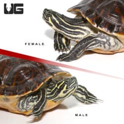 Sub Adult Peninsula Cooter Turtle Pair (Pseudemys peninsularis) For Sale - Underground Reptiles