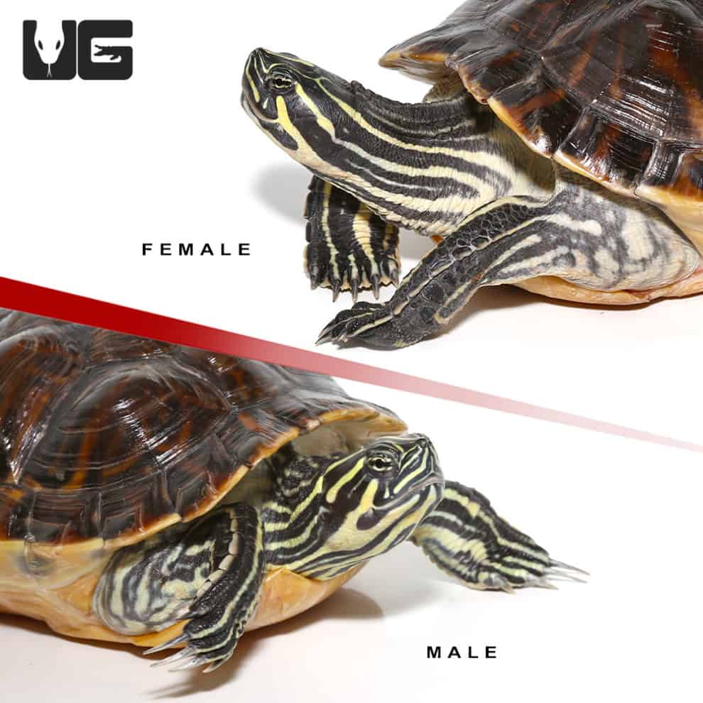 Sub Adult Peninsula Cooter Turtle Pairs For Sale - Underground Reptiles