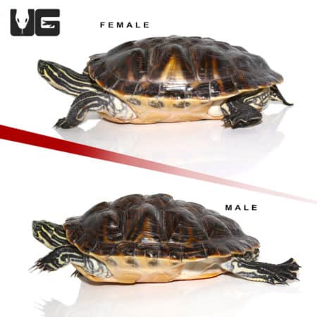 Sub Adult Peninsula Cooter Turtle Pair (Pseudemys peninsularis) For Sale - Underground Reptiles